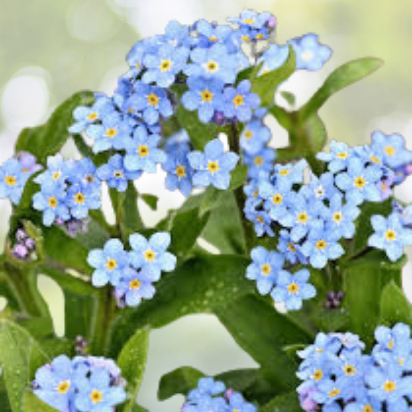 Blue Forget-Me-Not Seeds | 200+ Vibrant Blue Seeds | Cynoglossum Amabile | Free Shipping
