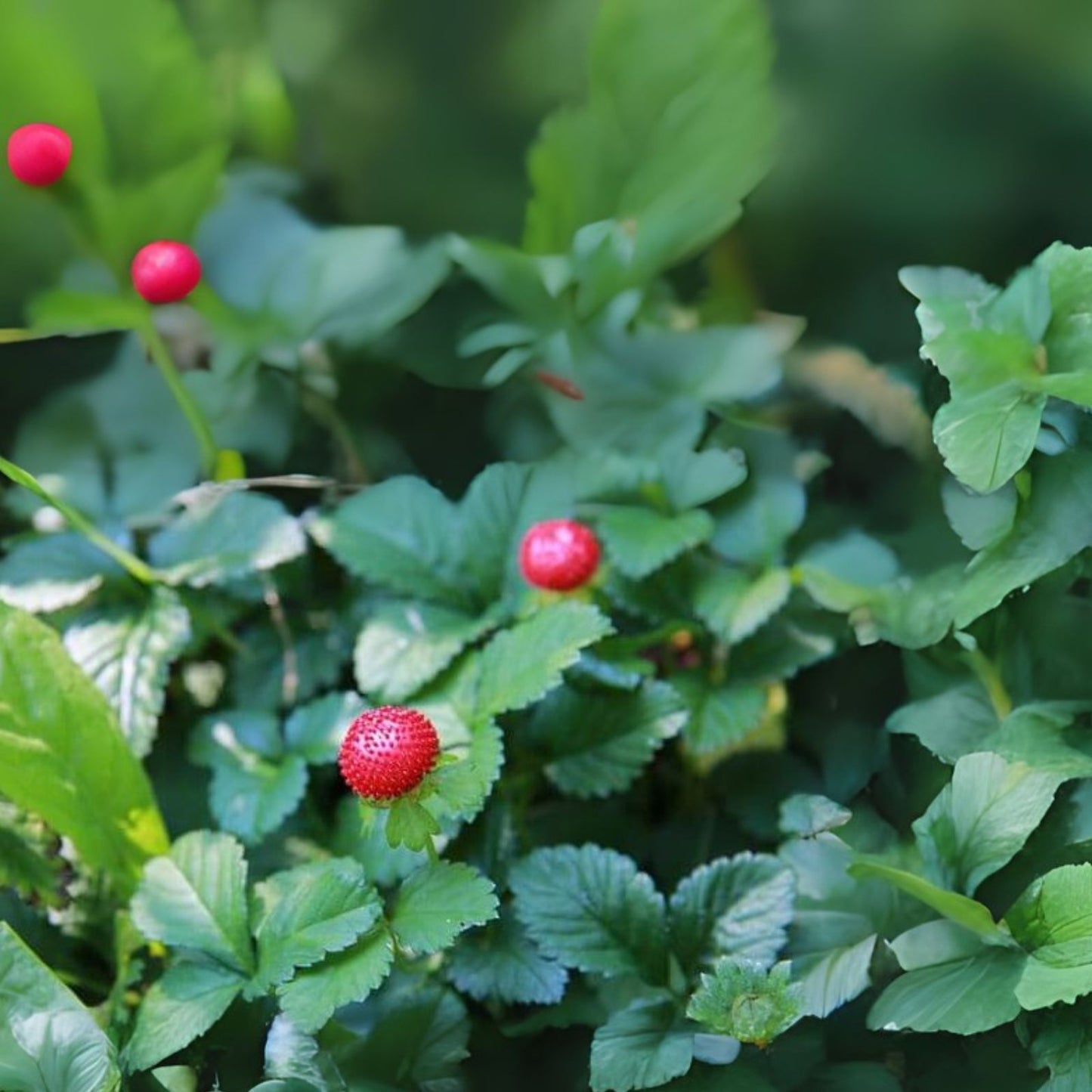 Wild Mock Strawberry Bare Root Plants - 20+ Medicinal Herb (Duchesnea indica) for Gardening and Landscaping