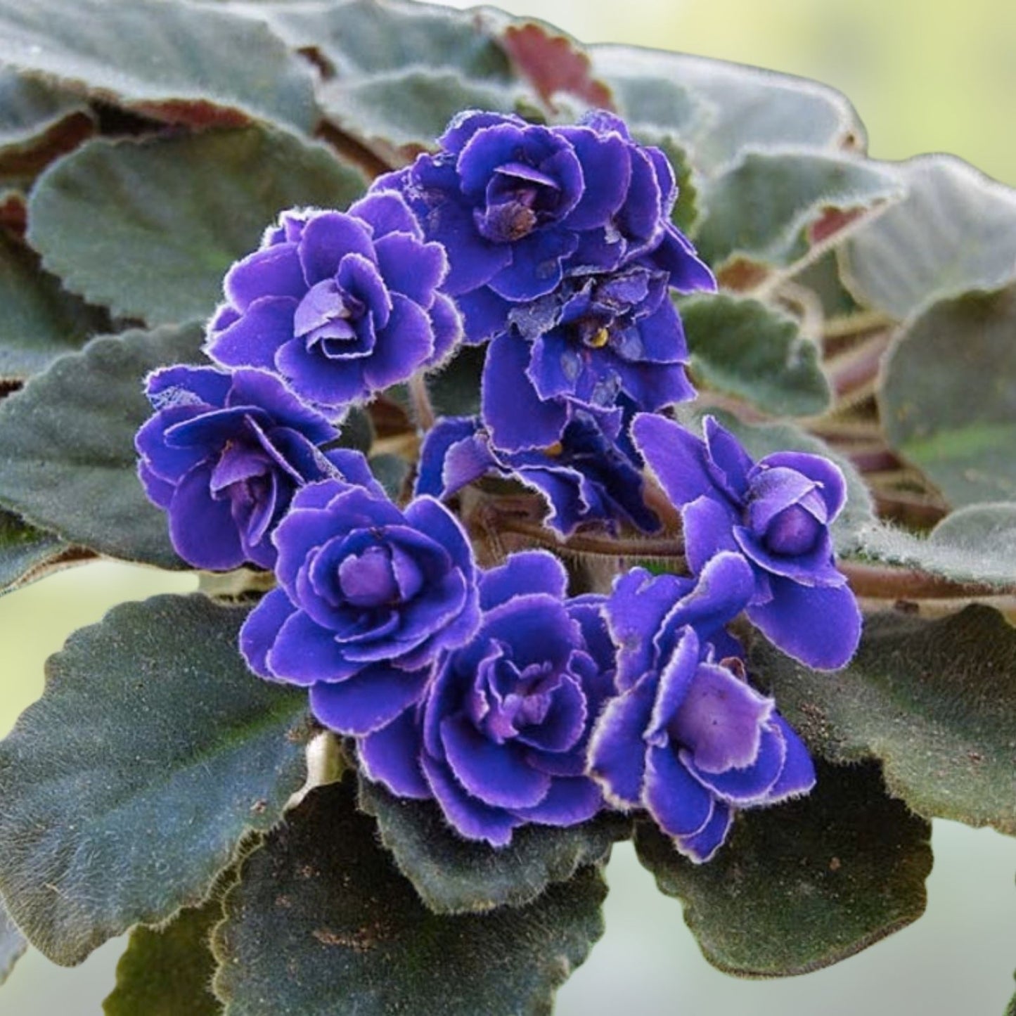 African Violet Cuttings - Shiawassee Trail, 2 Fresh Unrooted Leaves - Saintpaulia ionantha
