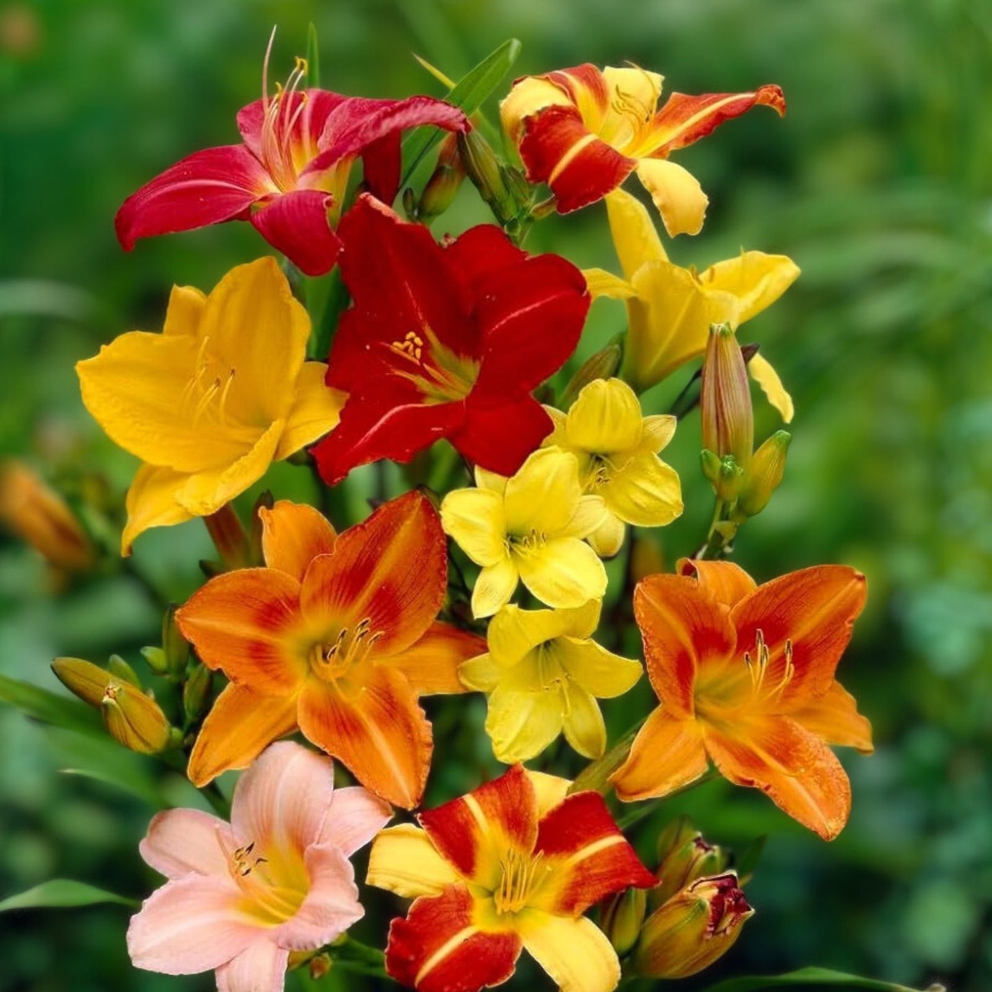 Tomato Seeds 1000 Count Brandywine F1 Hybrid Beefsteak Juicy Rich Flavor Solanum lycopersicum