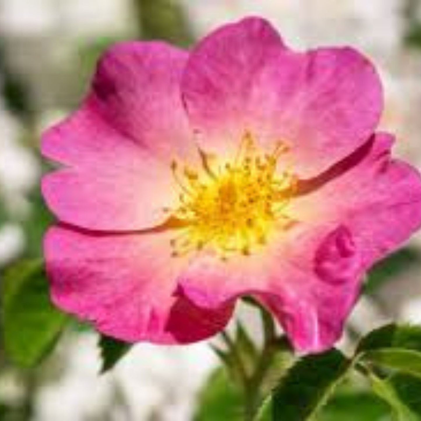 Woods Rose Seeds 50 Pack – Rosa woodsii Wild Rose Bush Perennial Flower Seeds for Garden Planting