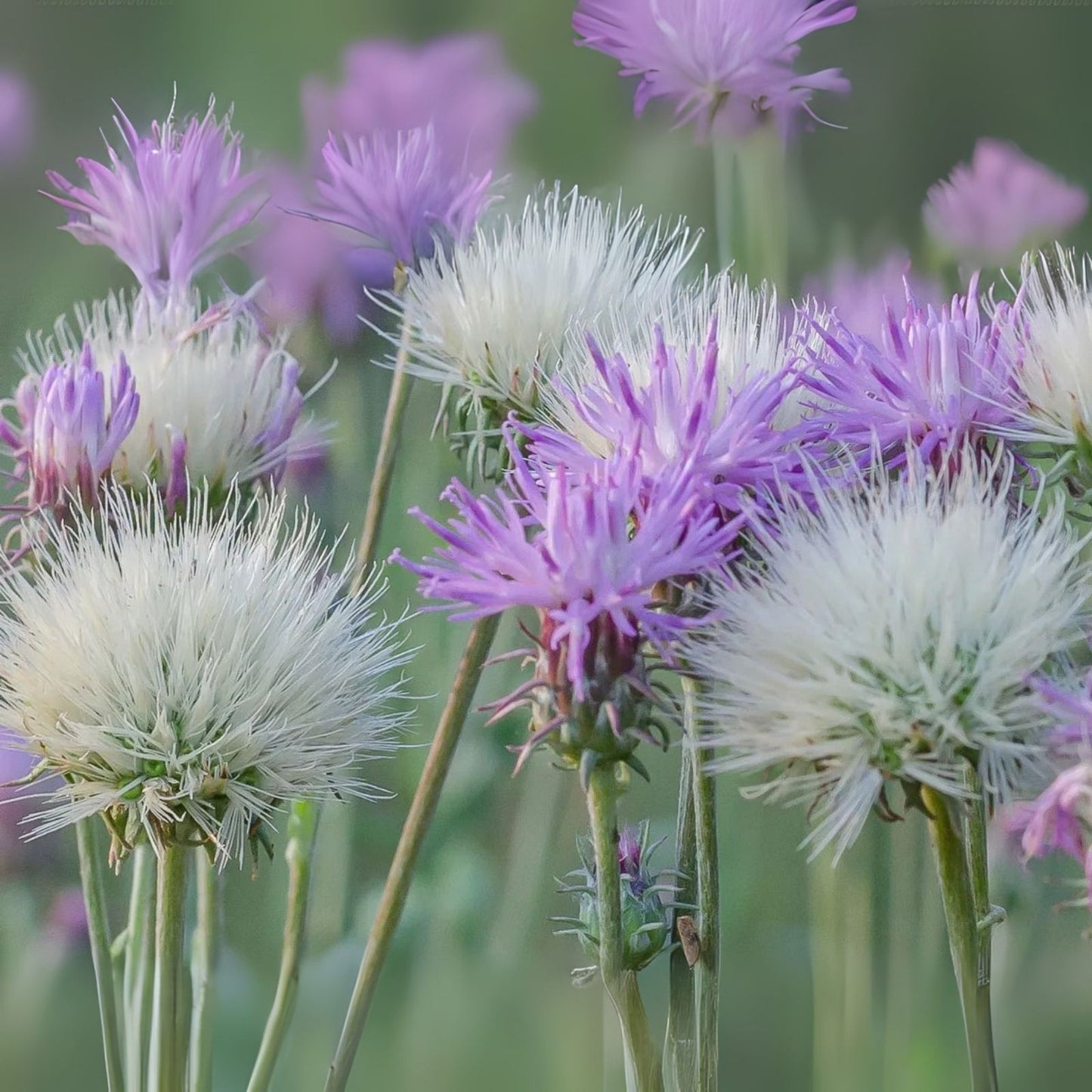 Sweet Sultan Thistle Plant Seeds - 100 Seeds - Centaurea Americana - American Starflower