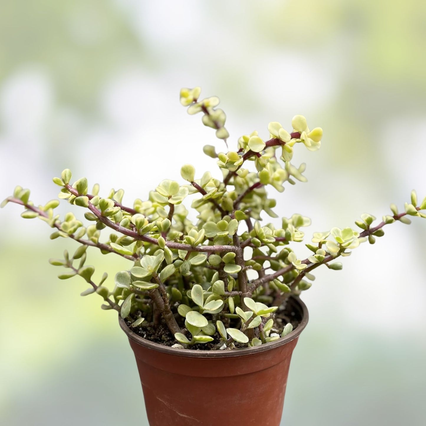 6 Cuttings Variegated Elephant Bush Succulent Plant Portulacaria afra Variegata for Home Decor