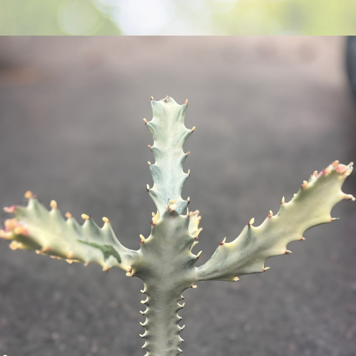 Variegated Ghost Cactus - 6" Pot - Euphorbia Lactea - Rare Succulent - Unique Low Maintenance Indoor Outdoor Plant