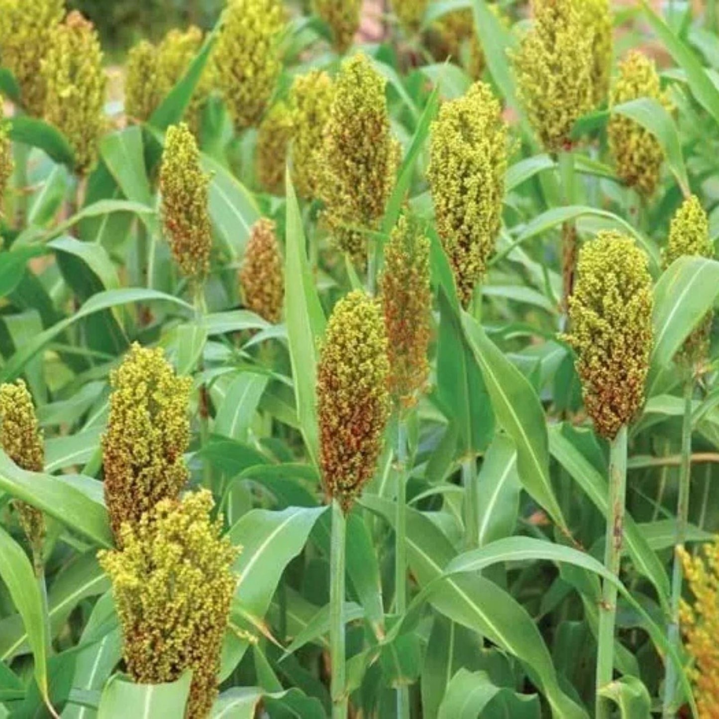 Wild Game Sorghum Seeds for Planting, Premium Milo Seeds, 50 lbs, High Yield Food Plot, Sorghum bicolor