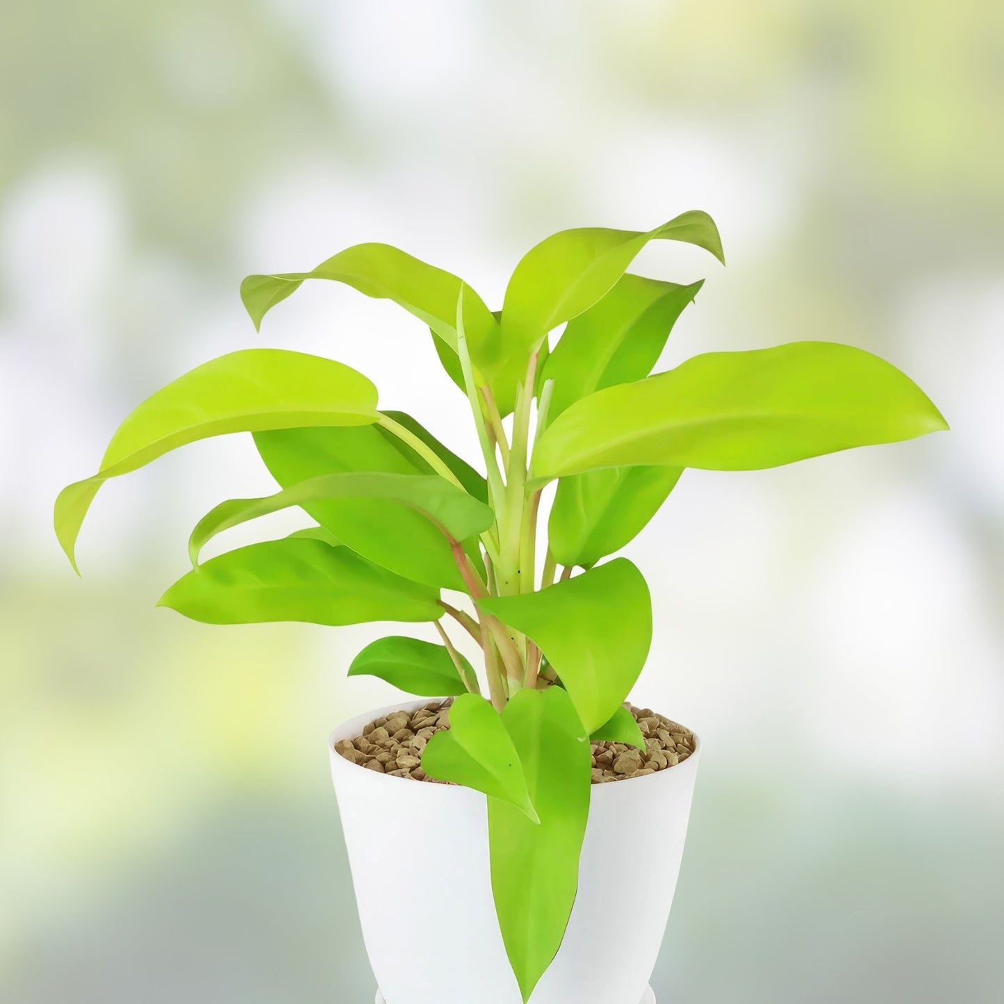 Live Large 10" Philodendron Thai Golden Goddess Plant - Rare Tropical Houseplant for Indoor Gardening and Home Décor