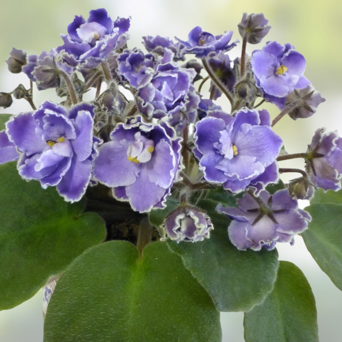 African Violet Cuttings - Optimara Trinidad II - 2 Unrooted Leaves for Propagation - Houseplant Starter Kit