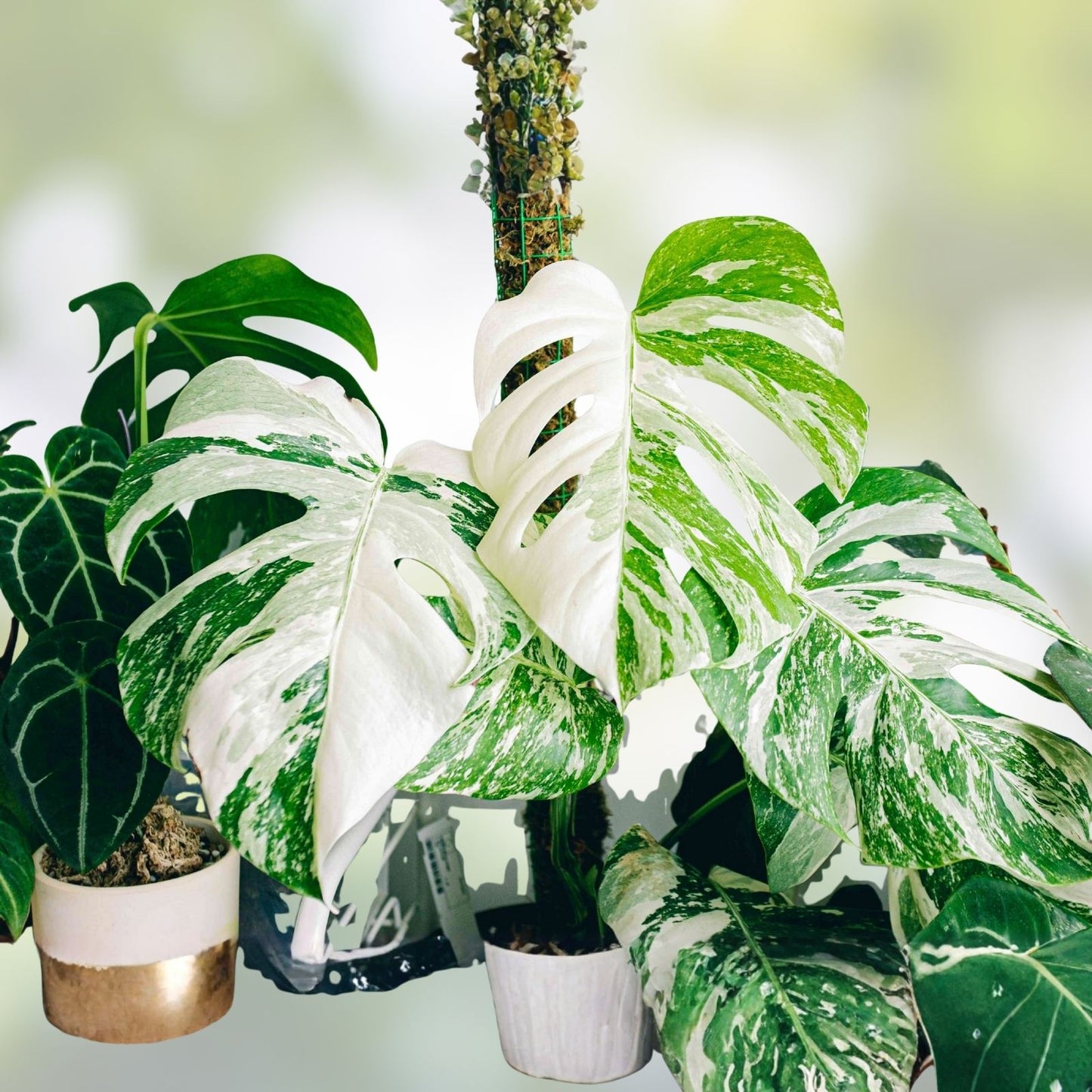 Rooted Variegated Monstera Albo Borsigiana Plant - Tropical Indoor Houseplant with Green & White Foliage