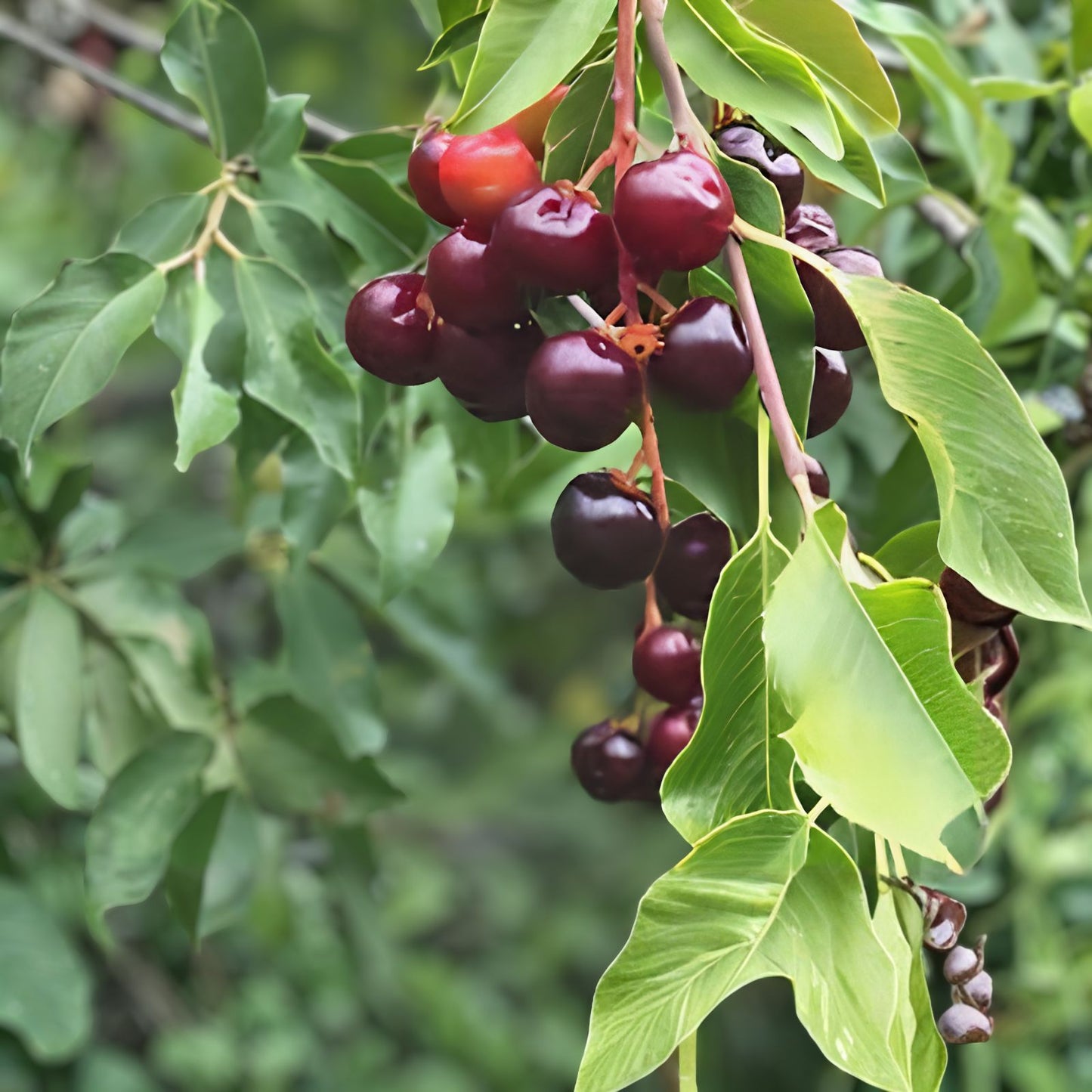 Black Cherry Tree Seeds Prunus serotina Organic Heirloom Fruit Tree Starter Plant Bare Root Live Plant