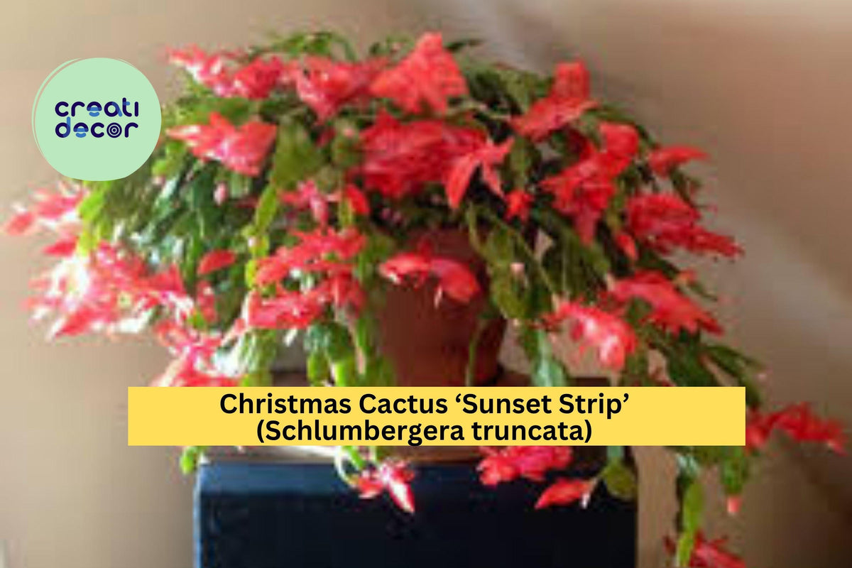 Christmas Cactus Starter Plant - Miss Shimano - Schlumbergera Truncata - Well-Rooted Indoor Cactus for Holiday Decor