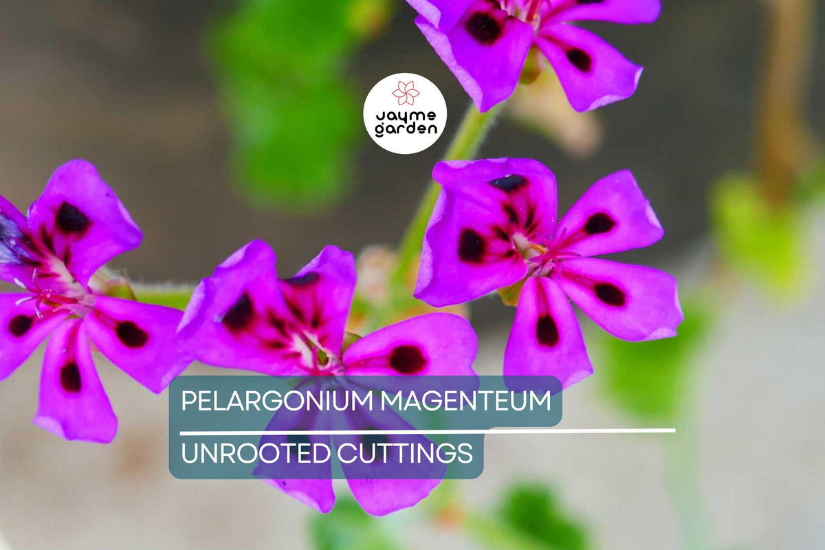 Christmas Cactus Starter Plant - Miss Shimano - Schlumbergera Truncata - Well-Rooted Indoor Cactus for Holiday Decor