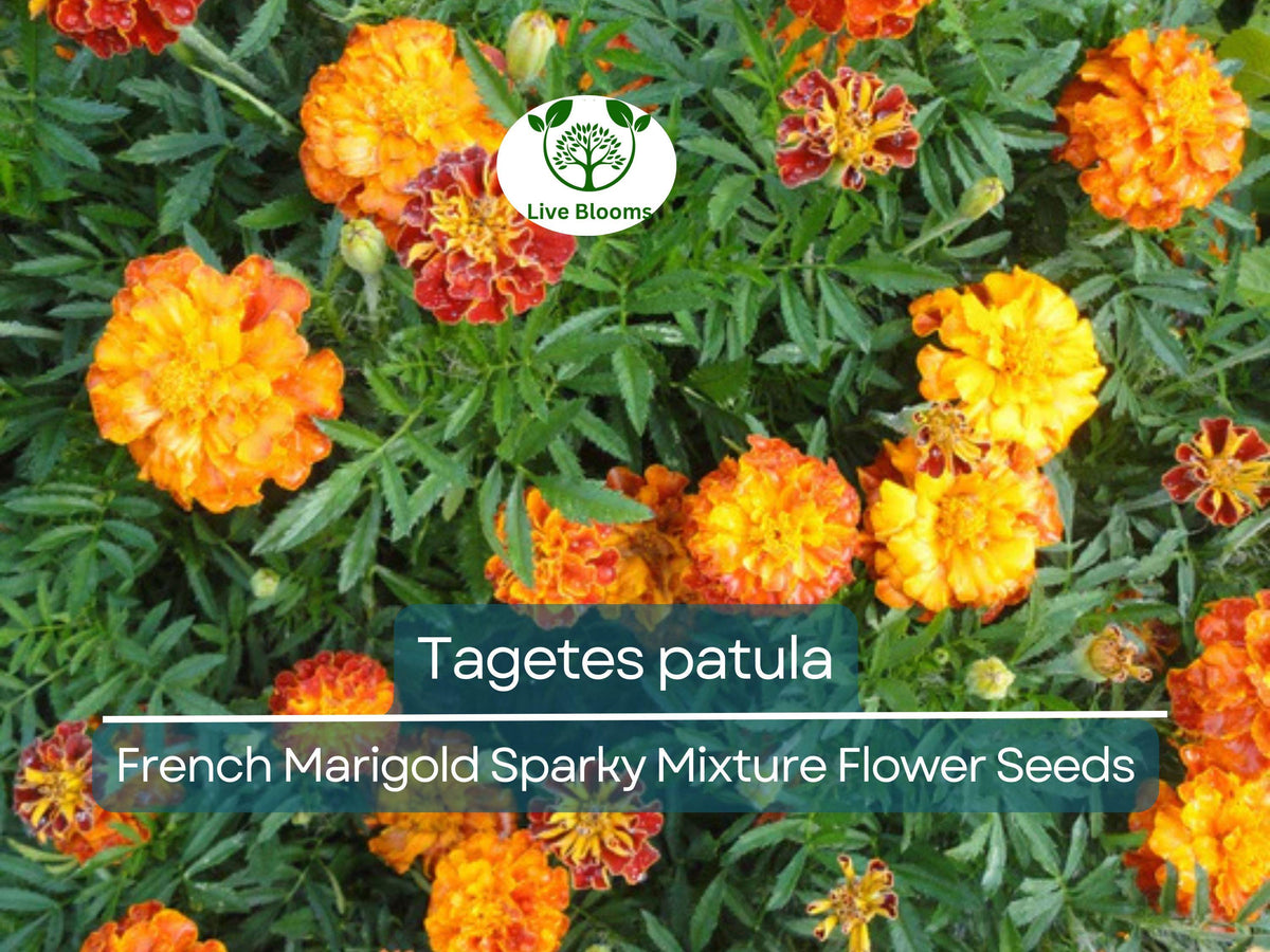 500 mg French Marigold Seeds Sparky Mixture - Vibrant Tagetes patula for Gardens, Borders, & Containers - Easy to Grow Annuals