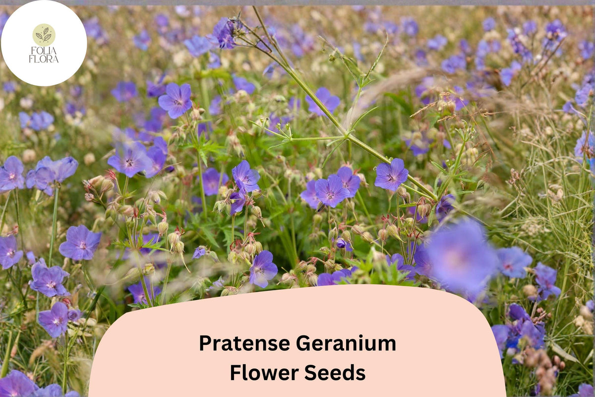 Christmas Cactus Starter Plant - Miss Shimano - Schlumbergera Truncata - Well-Rooted Indoor Cactus for Holiday Decor