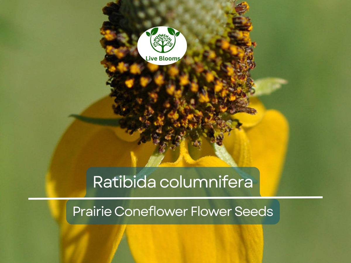 150 Seeds Prairie Coneflower, Yellow & Red Blooms, Native Wildflower for Pollinator Gardens, Ratibida columnifera