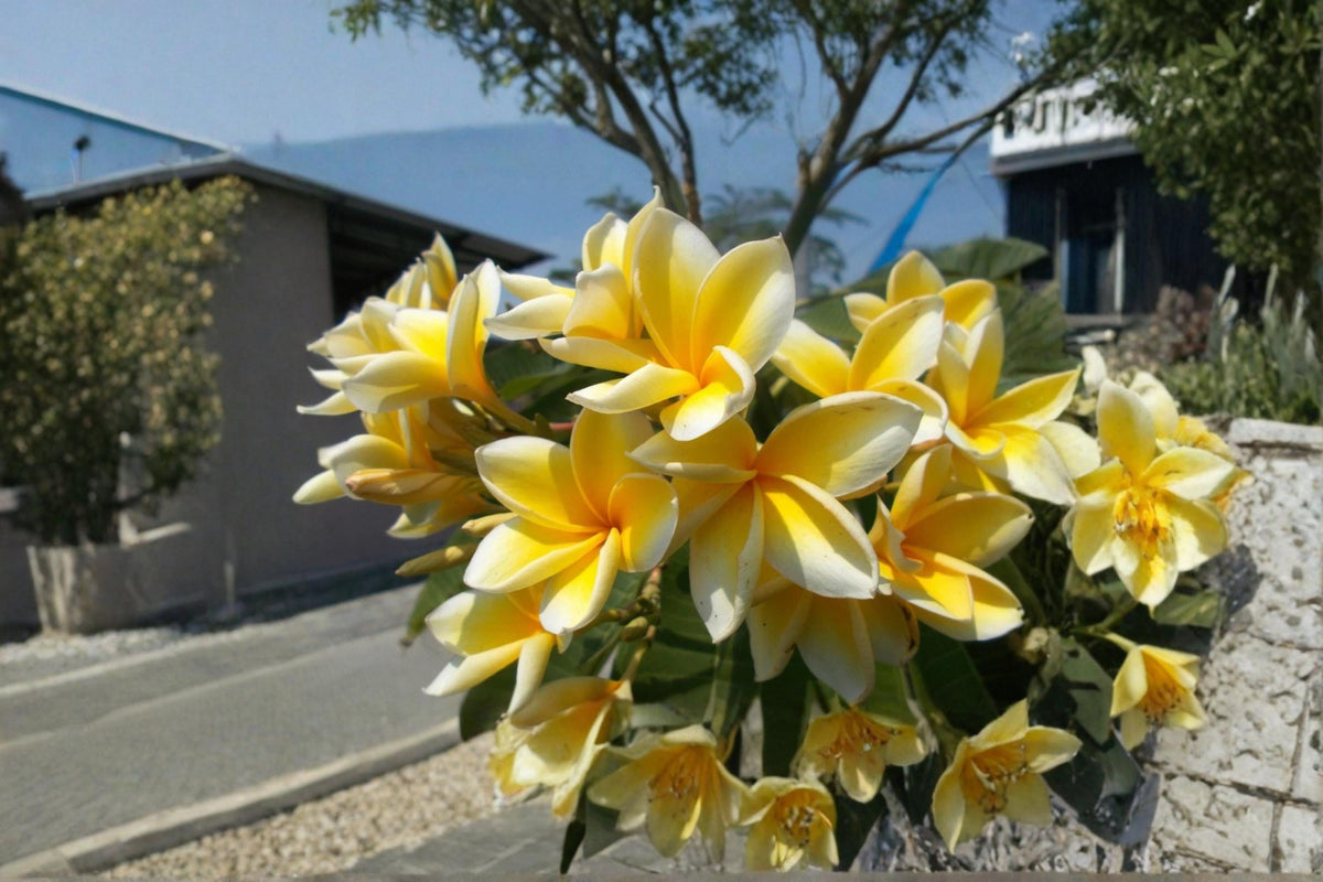 Christmas Cactus Starter Plant - Miss Shimano - Schlumbergera Truncata - Well-Rooted Indoor Cactus for Holiday Decor