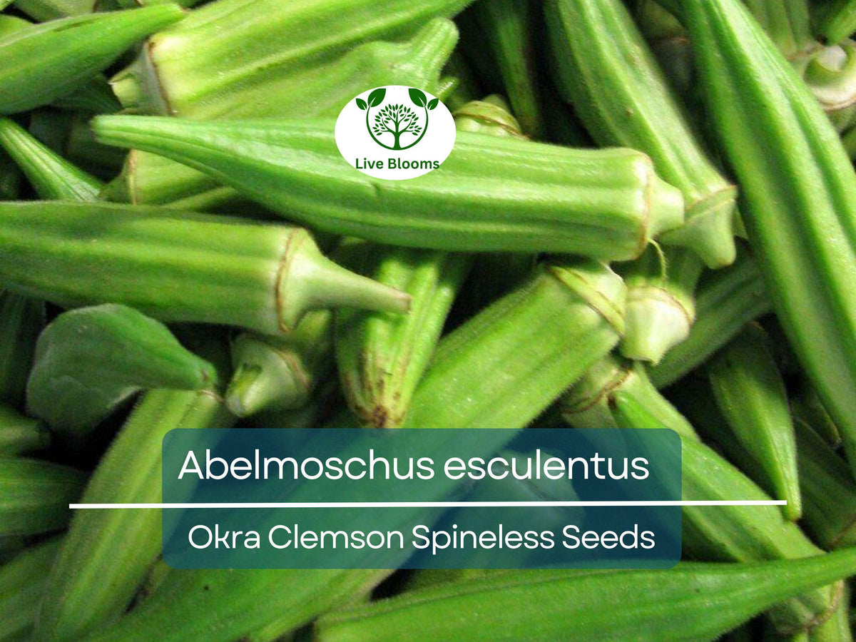 85 Seeds Okra Clemson Spineless - Fast-Growing, Tender Abelmoschus esculentus for Home Gardens, High Yield, Heat Tolerant