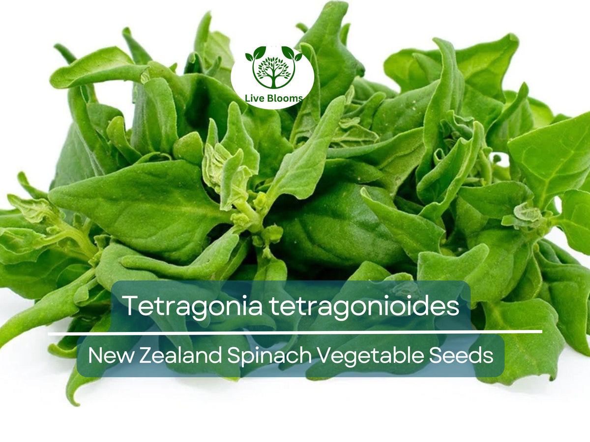 New Zealand Spinach Seeds 1 Gram - Tetragonia tetragonioides Heirloom Variety for Gardening & Planting