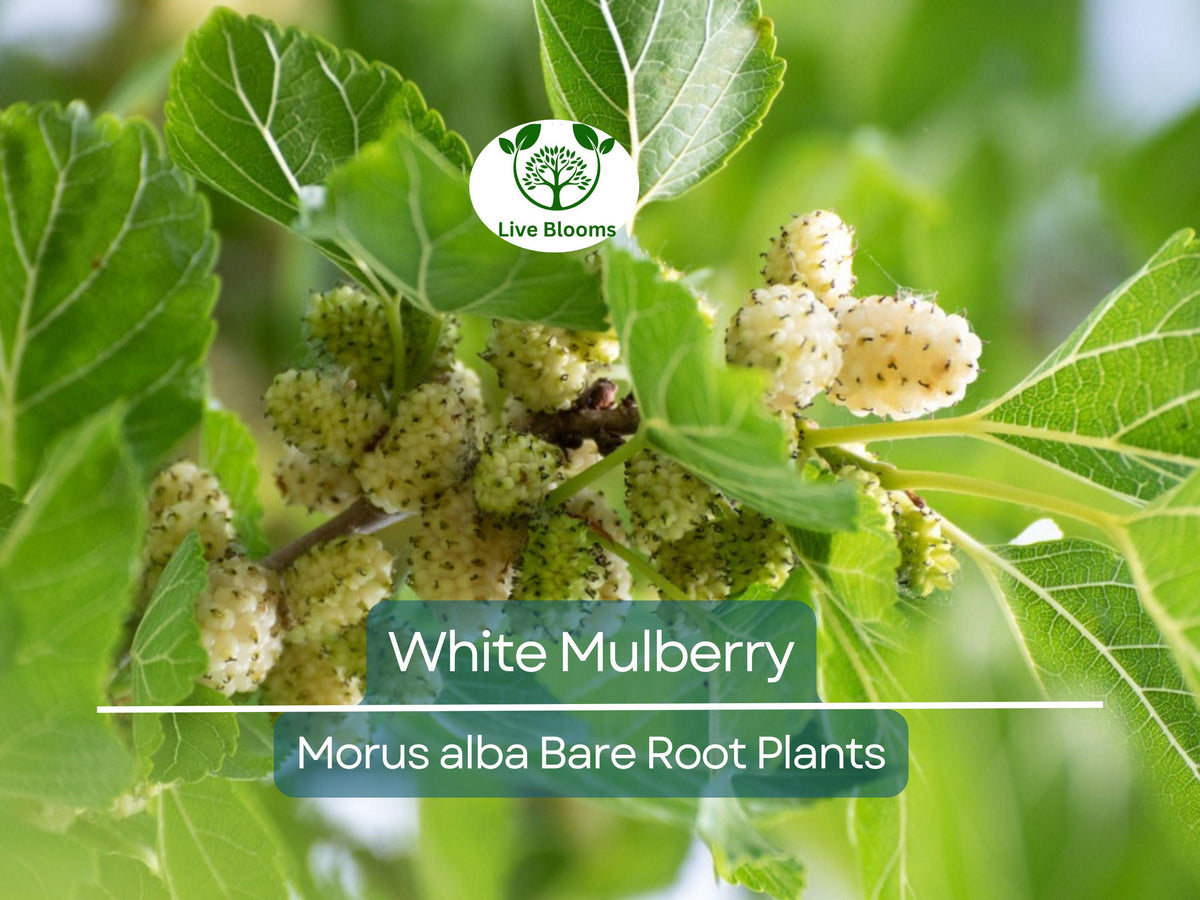 30 Ornamental Cabbage Seeds - Colorful Decorative Plants - Brassica oleracea var. acephala - Fall Winter Garden Foliage
