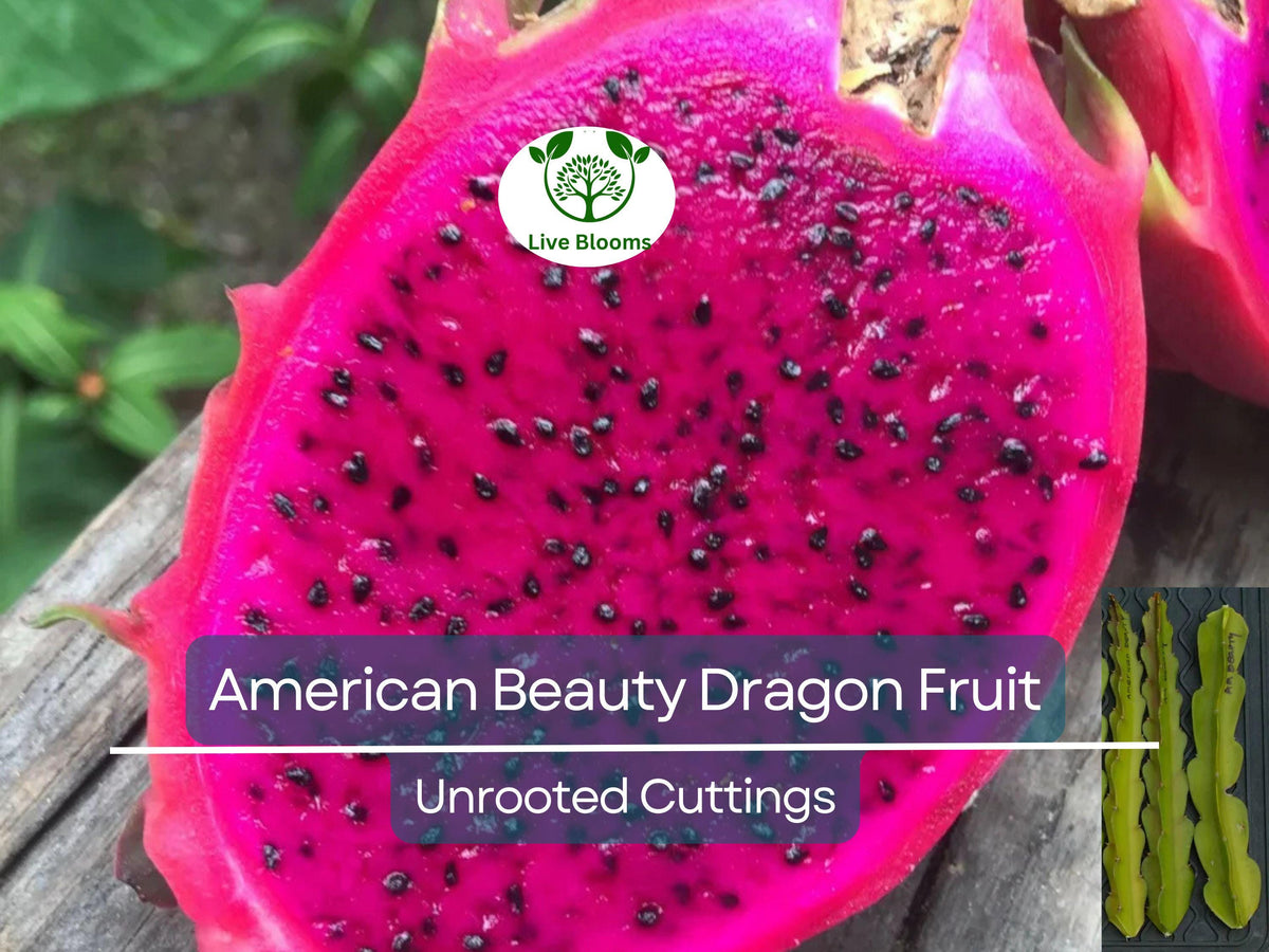 3 Unrooted Dragon Fruit Cuttings, American Beauty, Hylocereus undatus, 8-10", Self Pollinating Edible Cactus for Home Gardening