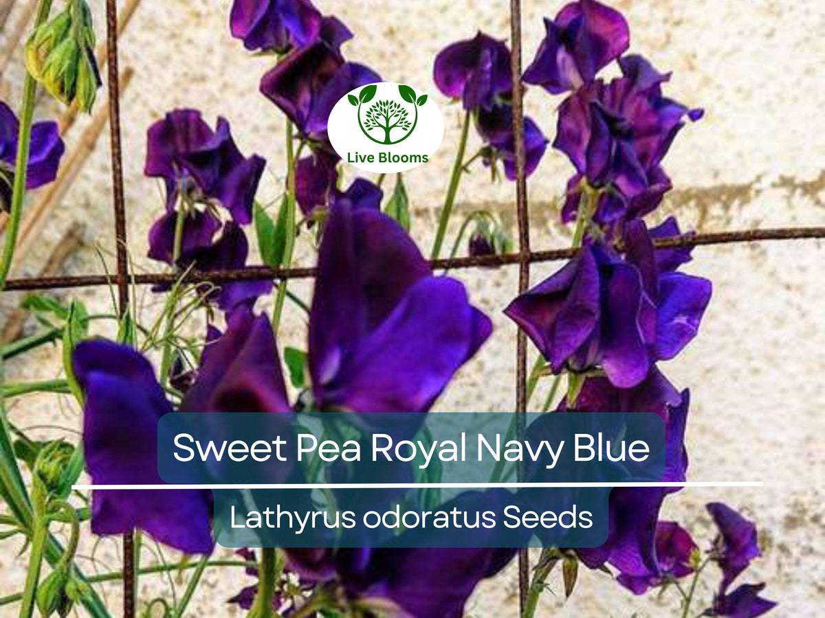 Royal Navy Blue Sweet Pea Seeds - 15 Non-GMO Heirloom Climbing Vine (Lathyrus odoratus) - Fragrant Flowers for Gardens