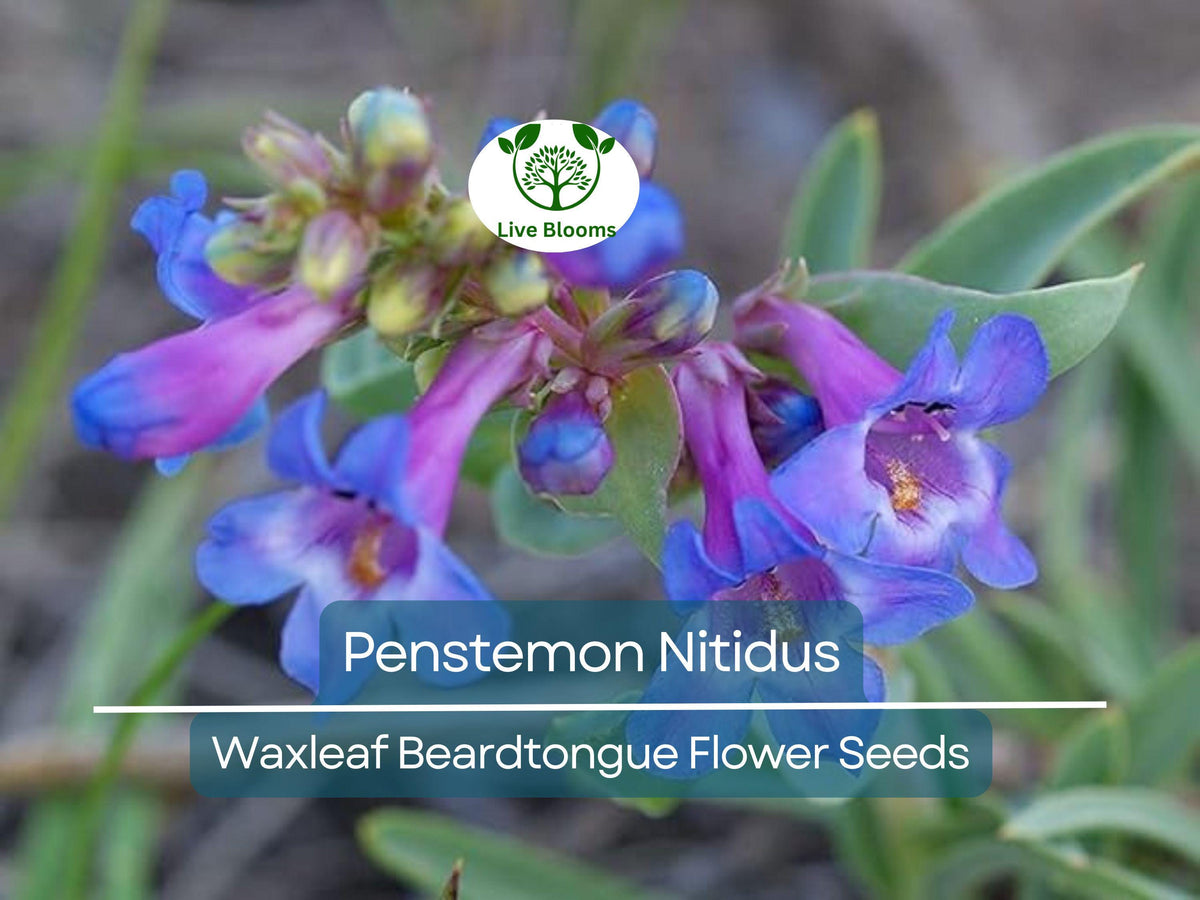100 mg Seeds Penstemon Nitidus Waxleaf Beardtongue | Drought-Tolerant Perennial Wildflower for Gardens & Pollinator Habitats