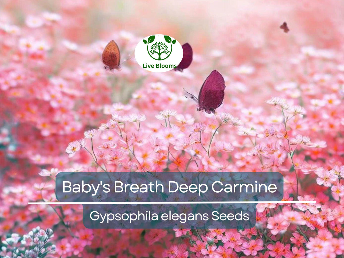 Baby's Breath Seeds 100 Count, Deep Carmine Crimson Red Flowers, Non-GMO, Pollinator-Friendly, Gypsophila elegans