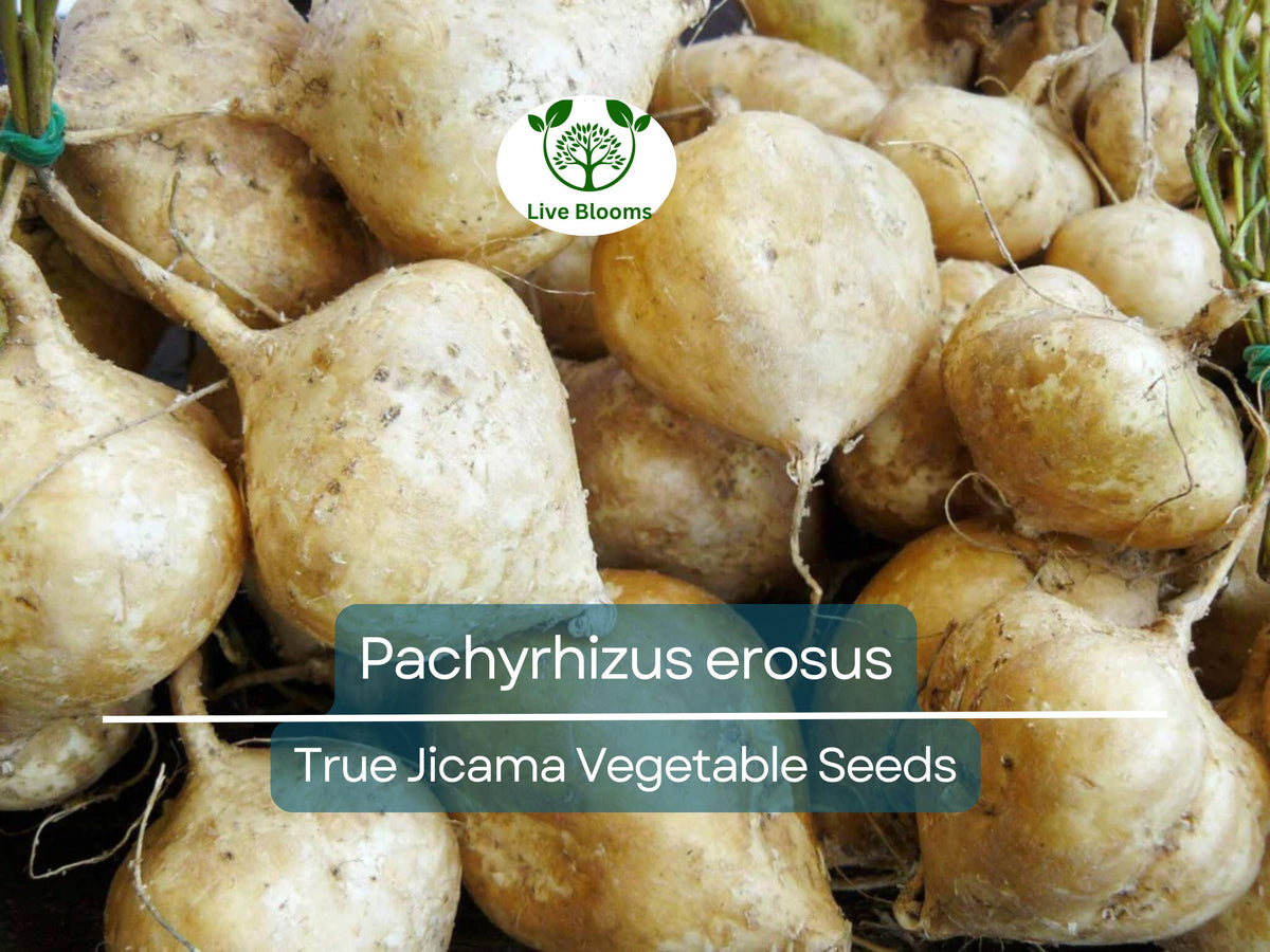 True Jicama Seeds - 5 Heirloom Seeds for Planting (Pachyrhizus erosus) | Nutritious Root Vegetable for Fresh Harvests