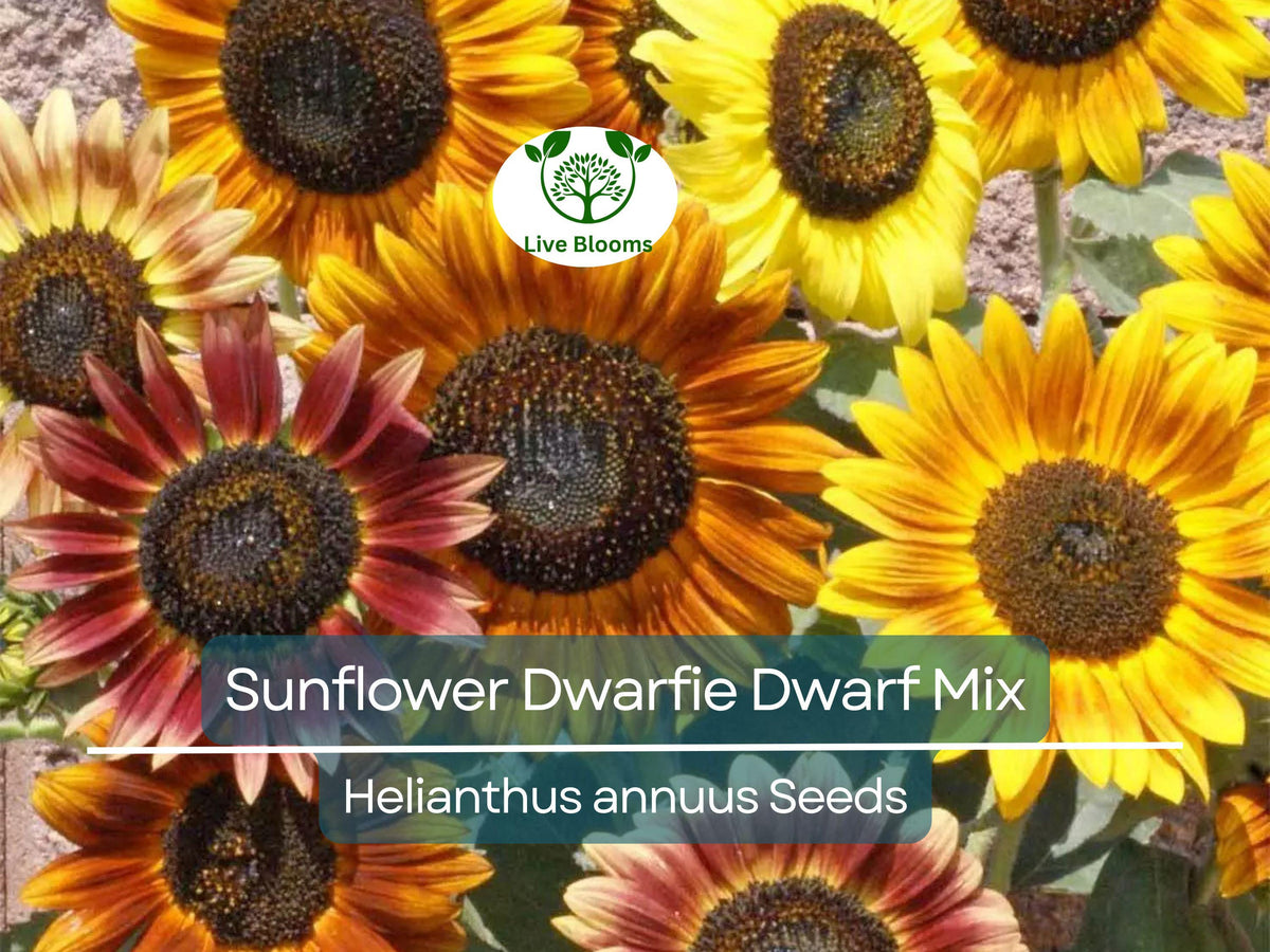 50 Seeds Sunflower Dwarfie Dwarf Mix Non-GMO (Helianthus annuus) - Mini Pollinator-Friendly Sunflowers for Small Gardens