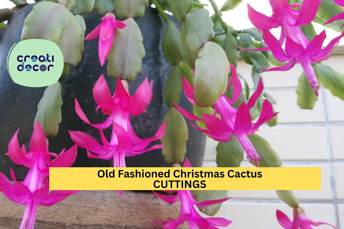 Christmas Cactus Starter Plant - Miss Shimano - Schlumbergera Truncata - Well-Rooted Indoor Cactus for Holiday Decor