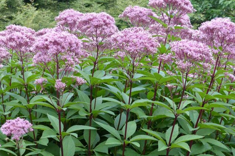 Hollow Joe-Pye Weed Seeds | 100 Count | Eutrochium fistulosum | Native Pollinator Wildflower | Lavender-Pink Blooms