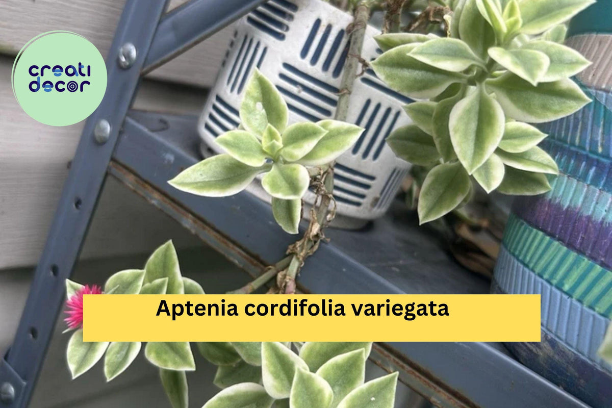 Christmas Cactus Starter Plant - Miss Shimano - Schlumbergera Truncata - Well-Rooted Indoor Cactus for Holiday Decor