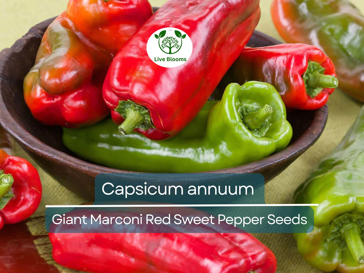 250 mg Giant Marconi Red Sweet Pepper Seeds - Capsicum annuum Heirloom for Gardening & Culinary Use, High Yield, Sweet Flavor