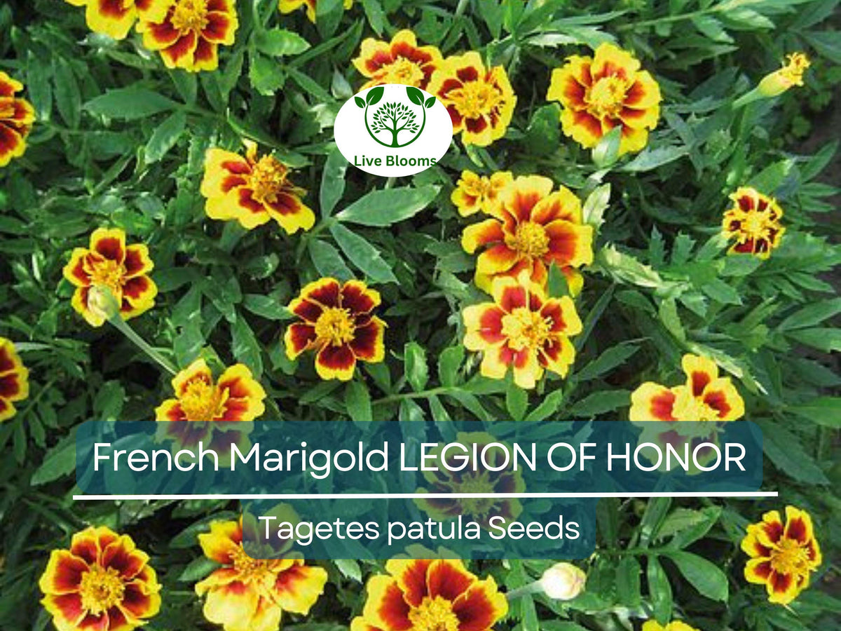 200 Non-GMO Seeds French Marigold Legion of Honor Dwarf Tagetes patula, Easy to Grow Annual Flowers for Garden