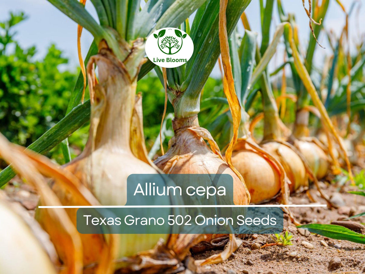 250 mg Texas Grano 502 Onion Seeds | Allium cepa Heirloom Sweet Onions for Planting & Gardening | Mild Flavor, Large Bulbs