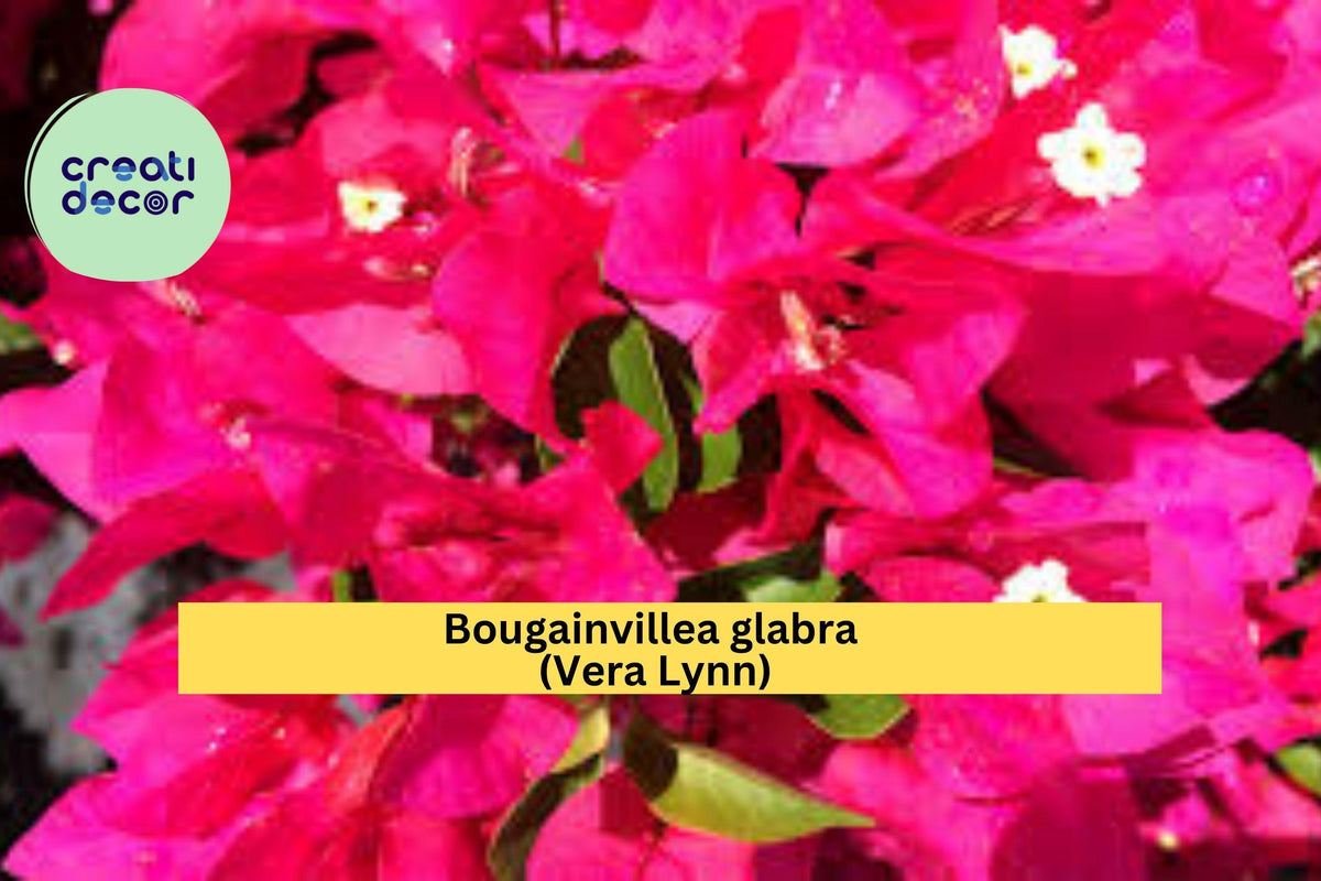 Christmas Cactus Starter Plant - Miss Shimano - Schlumbergera Truncata - Well-Rooted Indoor Cactus for Holiday Decor