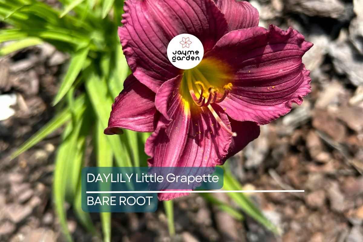 Christmas Cactus Starter Plant - Miss Shimano - Schlumbergera Truncata - Well-Rooted Indoor Cactus for Holiday Decor