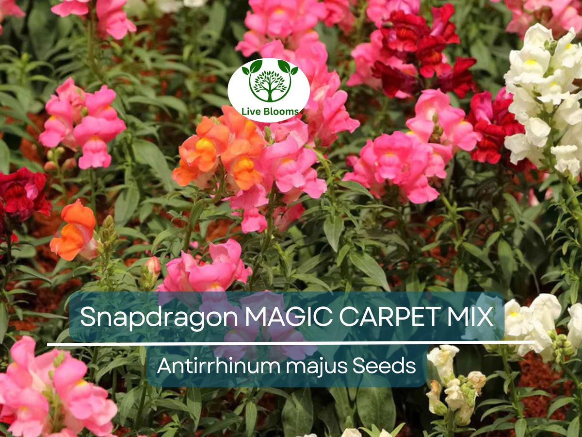 200 Seeds Snapdragon MAGIC CARPET Mix Multicolored Blooms Non-GMO Antirrhinum Majus Butterfly-Friendly Garden Flowers