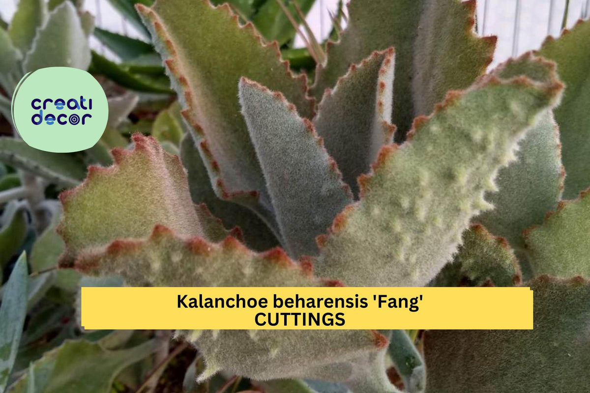 Christmas Cactus Starter Plant - Miss Shimano - Schlumbergera Truncata - Well-Rooted Indoor Cactus for Holiday Decor