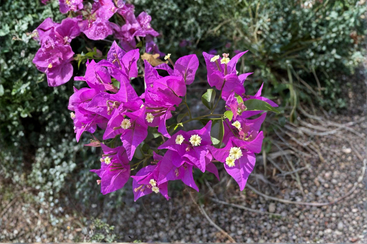 Christmas Cactus Starter Plant - Miss Shimano - Schlumbergera Truncata - Well-Rooted Indoor Cactus for Holiday Decor