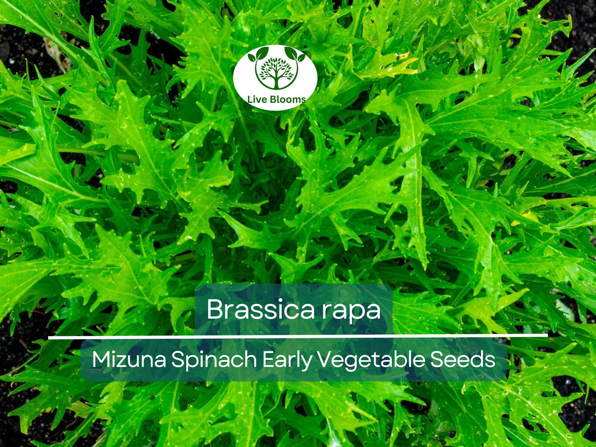 Mizuna Spinach Seeds 500 mg - Heirloom Brassica rapa for Fast-Growing Nutritious Greens, Perfect for Salads and Stir-Fries