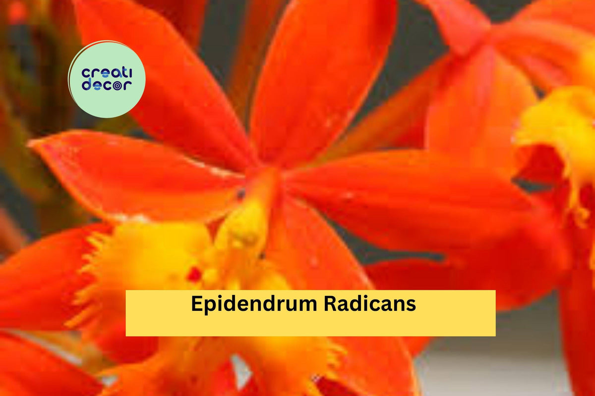 Christmas Cactus Starter Plant - Miss Shimano - Schlumbergera Truncata - Well-Rooted Indoor Cactus for Holiday Decor