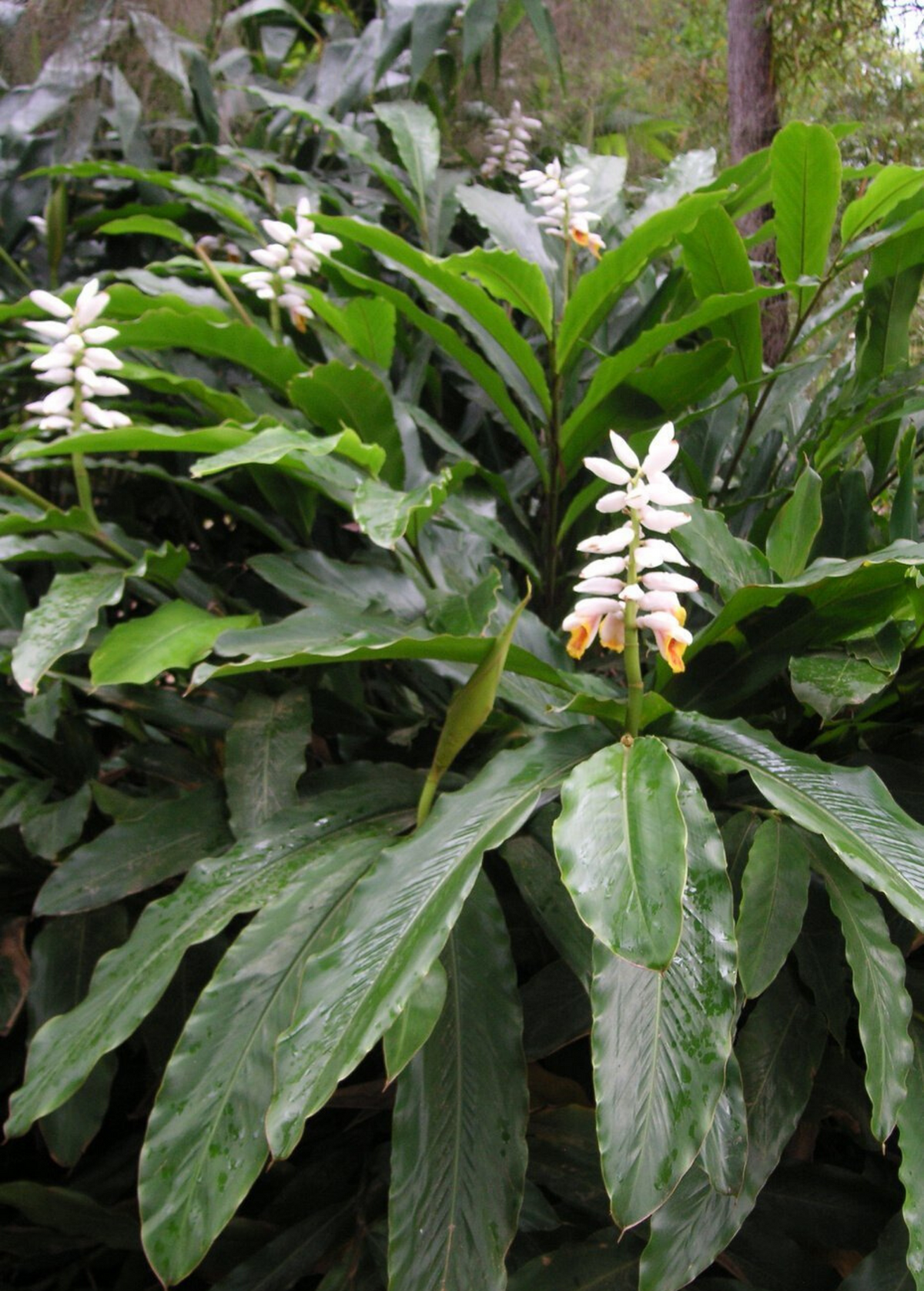 False Cardamom (Alpinia mutica)