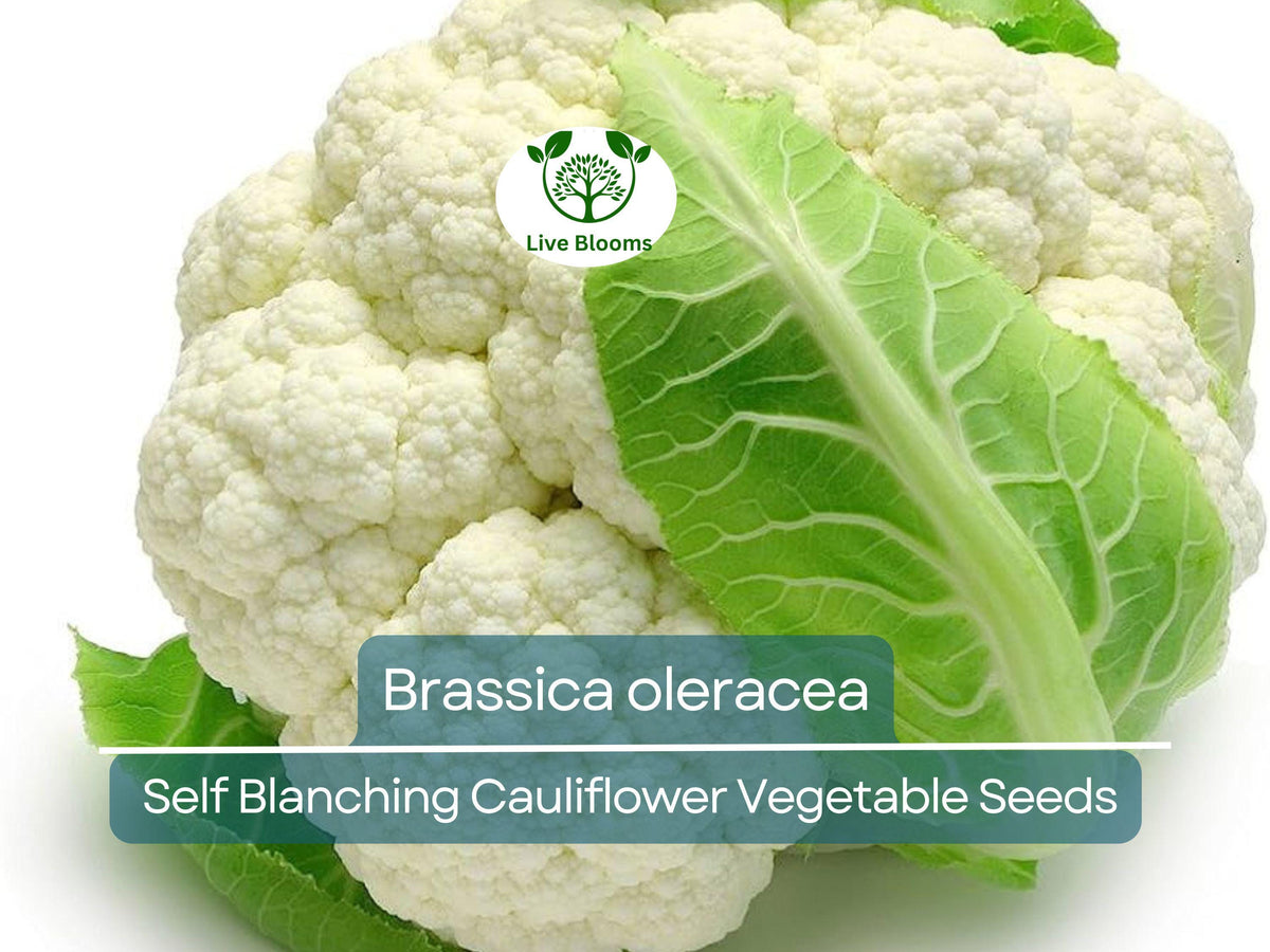 Self-Blanching Cauliflower Seeds 1 Gram - Brassica oleracea, Easy to Grow, Creamy-White Tender Heads for Garden Planting