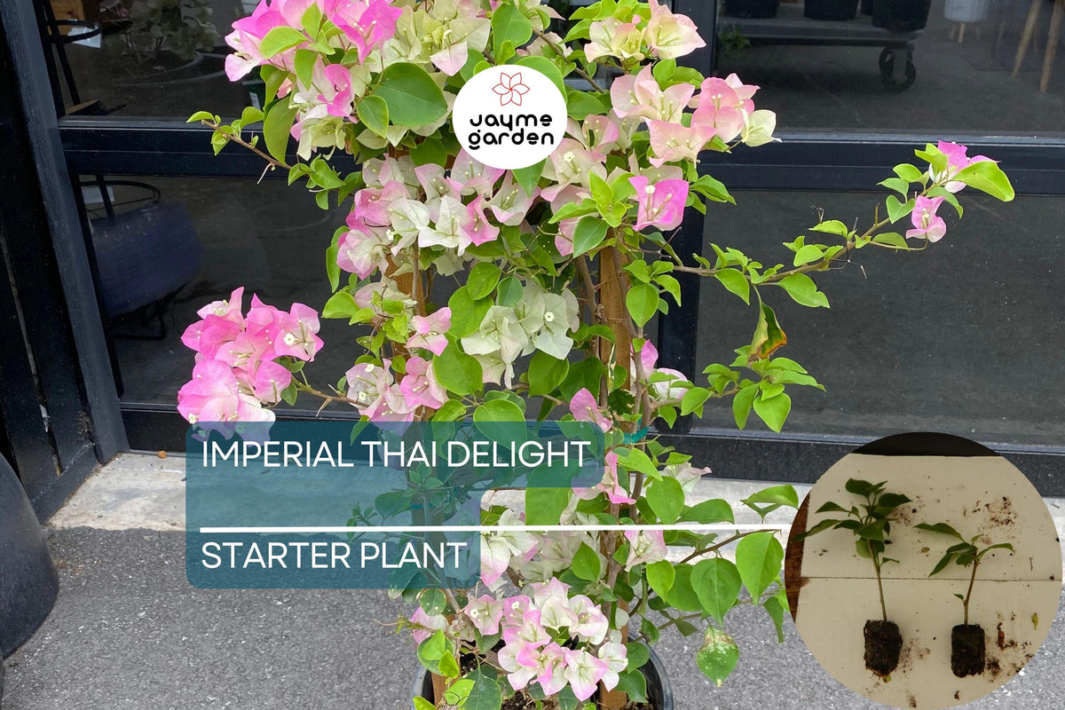 Christmas Cactus Starter Plant - Miss Shimano - Schlumbergera Truncata - Well-Rooted Indoor Cactus for Holiday Decor