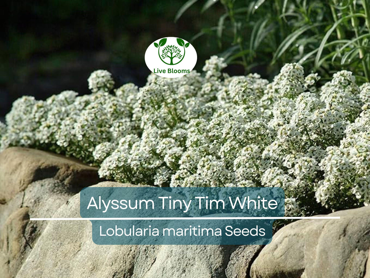 50 Seeds Alyssum Tiny Tim White Groundcover, Non-GMO, Fragrant, Bee-Friendly, Sweet 3" White Blooms, Easy to Grow