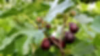 Violet de Bordeaux Fig Tree | Live Bare Root Plant | Compact Edible Variety | Ficus carica | Perfect for Patios & Gardens