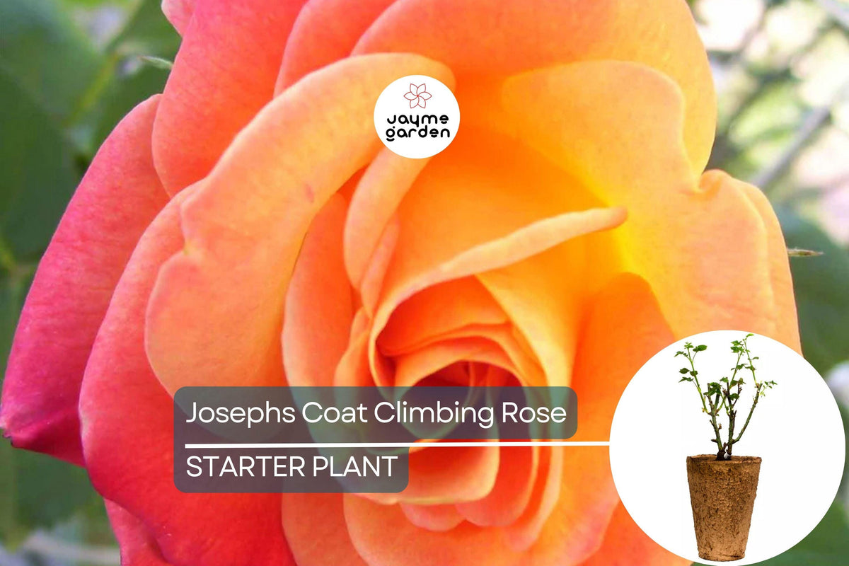 Christmas Cactus Starter Plant - Miss Shimano - Schlumbergera Truncata - Well-Rooted Indoor Cactus for Holiday Decor
