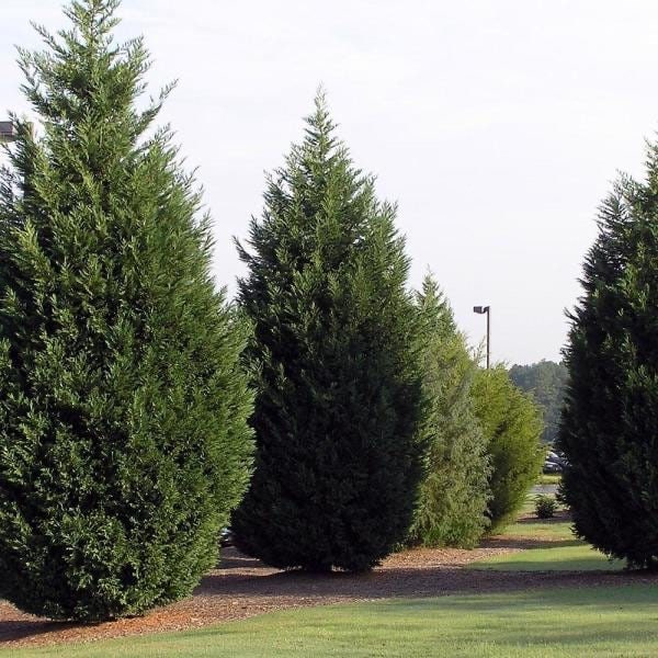 15 Leyland Cypress Cuttings 6-7" Unrooted - Fast-Growing Evergreen Privacy Hedge, Cupressocyparis leylandii