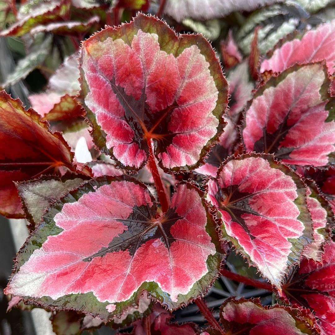 Begonia Live Plant 4–6” Bareroot Deep Red Variegated Foliage Indoor Houseplant - Begonia ‘Red Robin’ Rare Tropical Plant