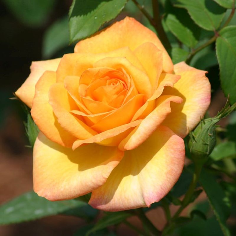 Gold Medal Rose Bush | Bare Root Live Plant | Golden-Yellow Hybrid Tea Rose | Fragrant & Hardy | Rosa 'Gold Medal'